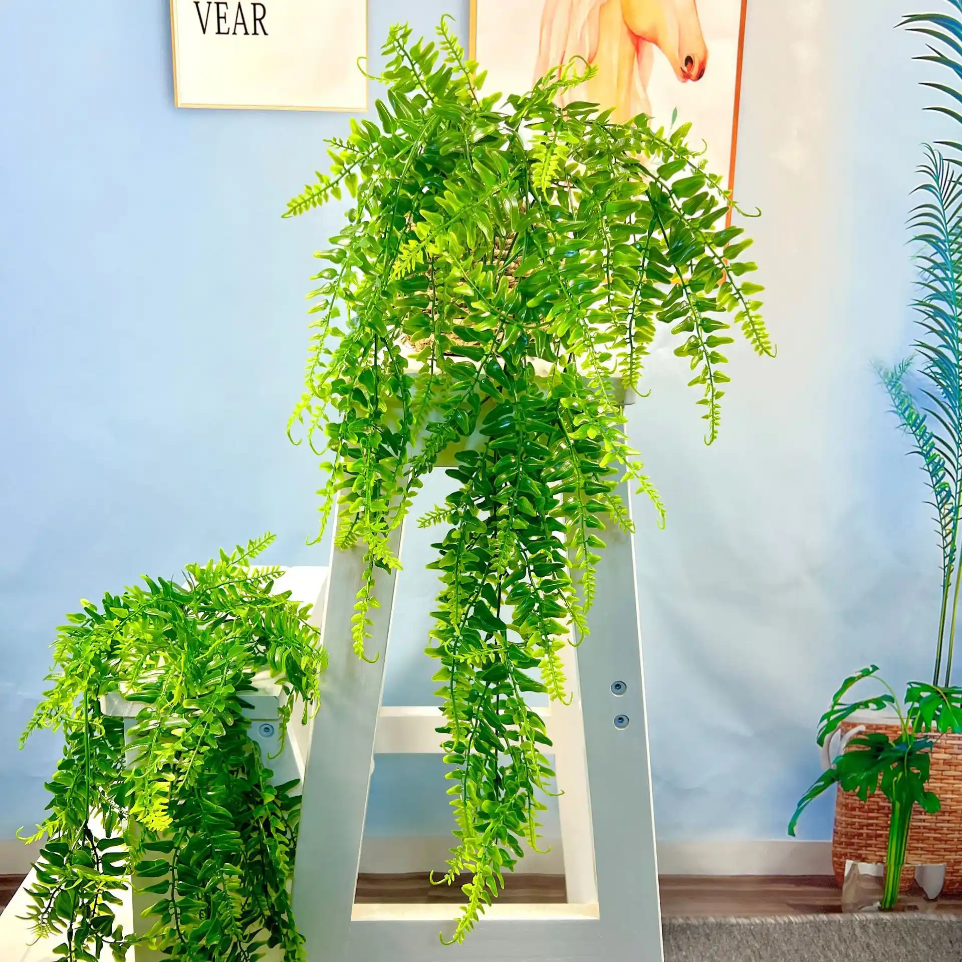 植物