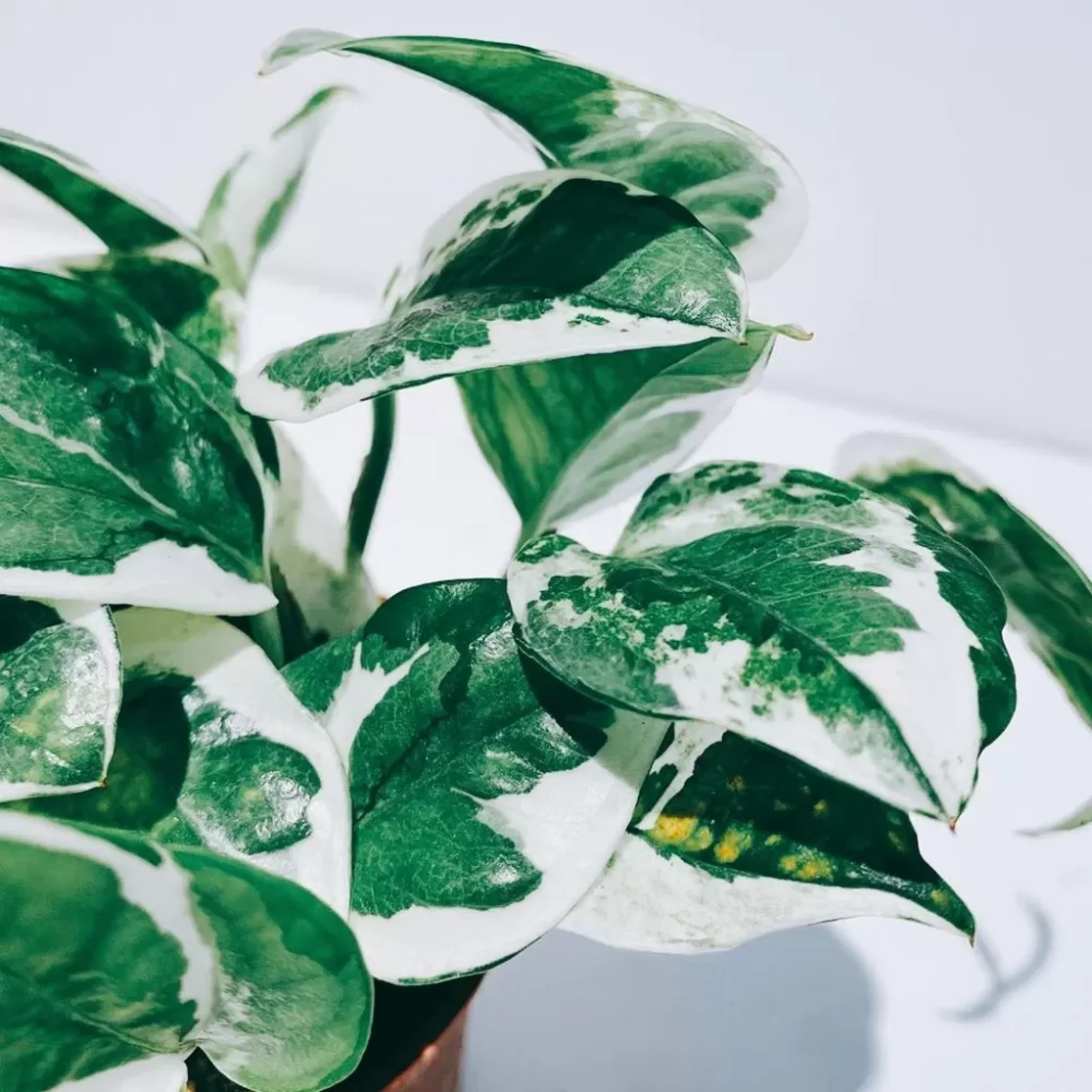 benefits-of-indoor-plants-devils-ivy